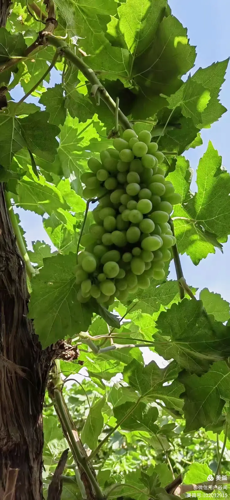 新疆葡萄沟 葡萄串串香